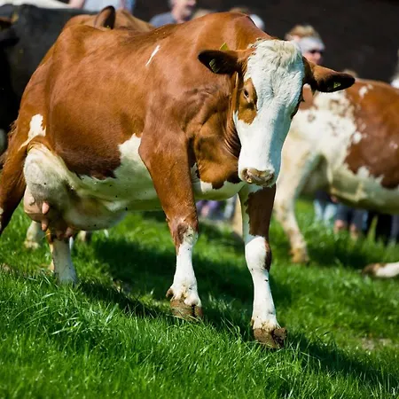 De Volkelse Hooiberg 3* Volkel