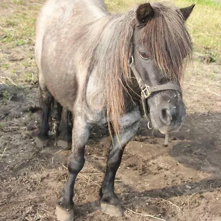 De Volkelse Hooiberg 4*