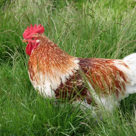 De Volkelse Hooiberg Bed & Breakfast