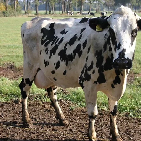 Bed & Breakfast De Volkelse Hooiberg 4*