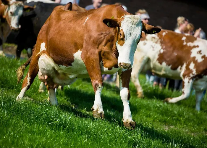 De Volkelse Hooiberg 4* Volkel