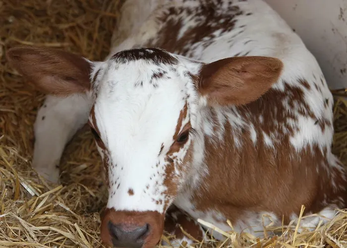 De Volkelse Hooiberg Bed & Breakfast 4*