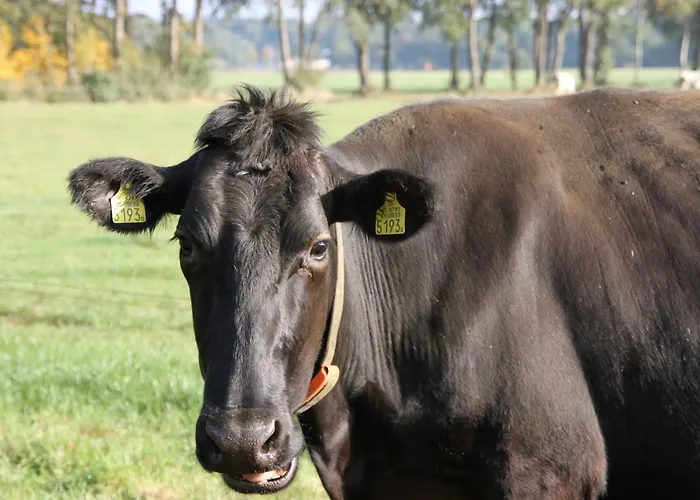 De Volkelse Hooiberg Bed & Breakfast