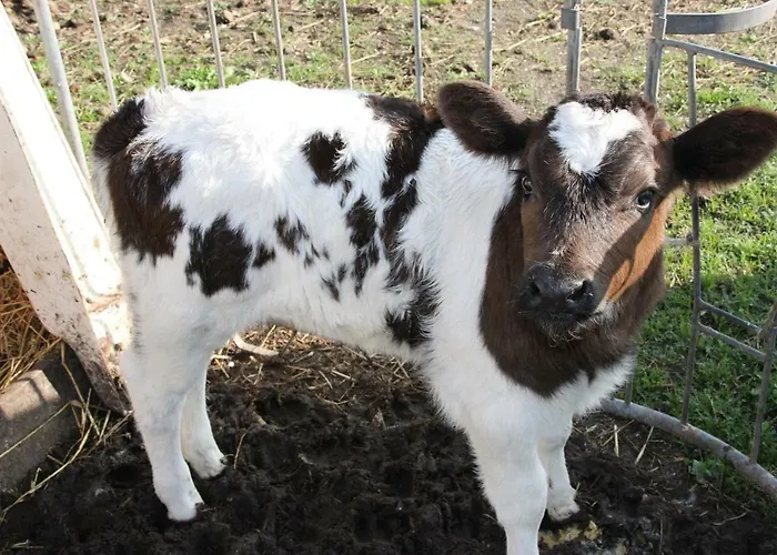 De Volkelse Hooiberg 4* Volkel