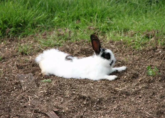 De Volkelse Hooiberg 4*