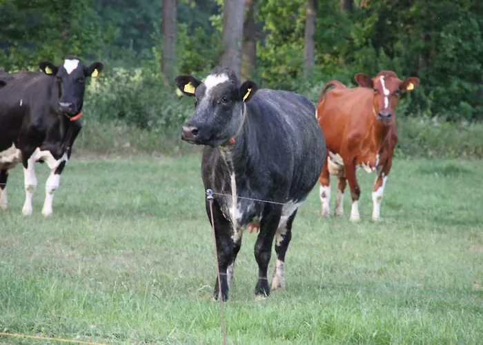 De Volkelse Hooiberg