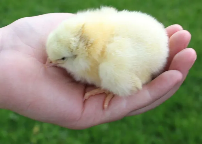 De Volkelse Hooiberg 4* Volkel