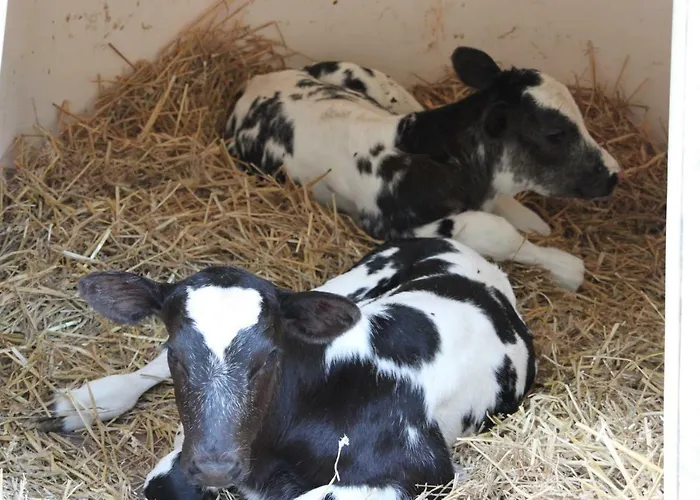 De Volkelse Hooiberg