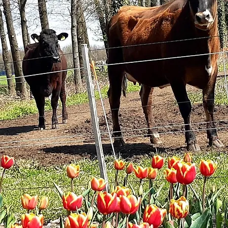 Bed & Breakfast De Volkelse Hooiberg Volkel