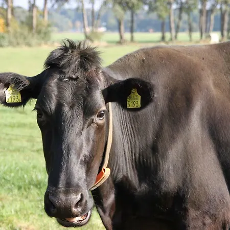 De Volkelse Hooiberg Bed & Breakfast