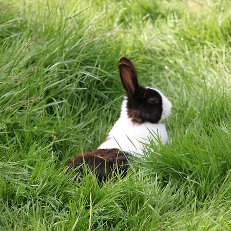 Bed & Breakfast De Volkelse Hooiberg Volkel