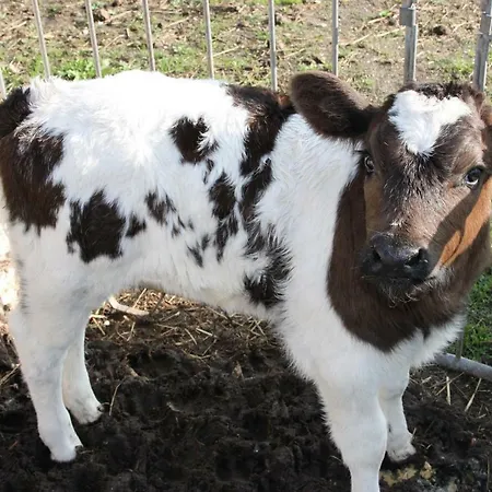 De Volkelse Hooiberg 4* Volkel