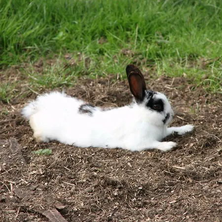 De Volkelse Hooiberg 4*