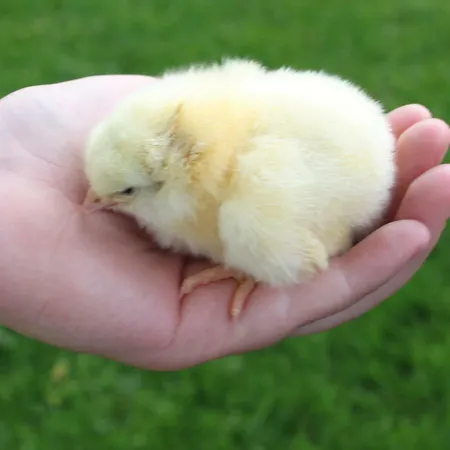 De Volkelse Hooiberg 4* Volkel