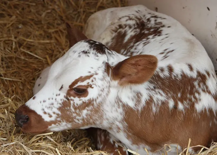 De Volkelse Hooiberg Volkel