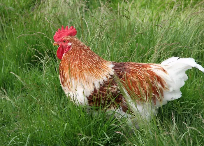 De Volkelse Hooiberg Oda ve Kahvaltı