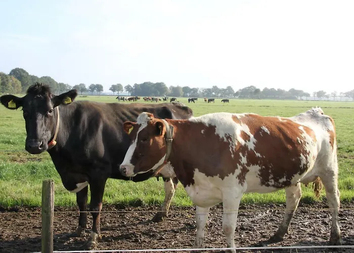 Oda ve Kahvaltı De Volkelse Hooiberg