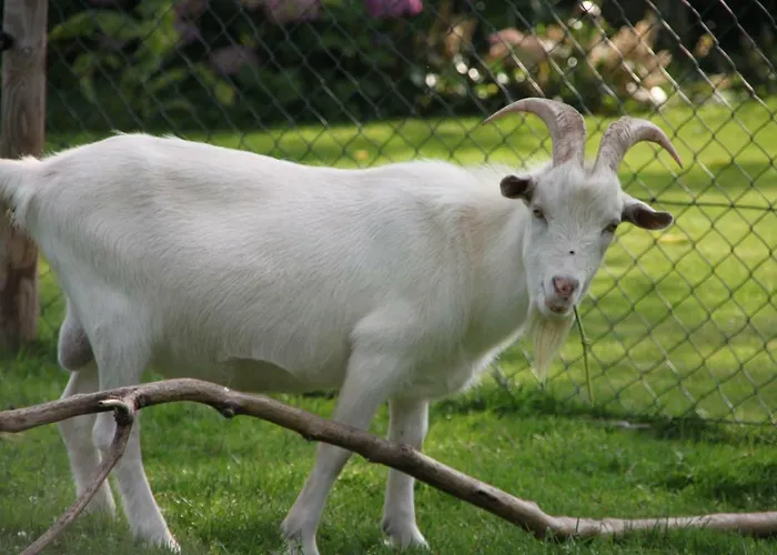 De Volkelse Hooiberg Oda ve Kahvaltı Volkel