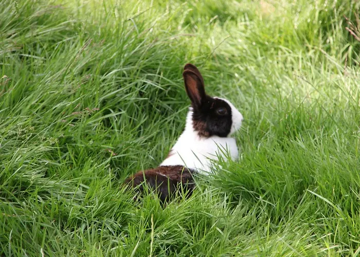 Oda ve Kahvaltı De Volkelse Hooiberg Volkel