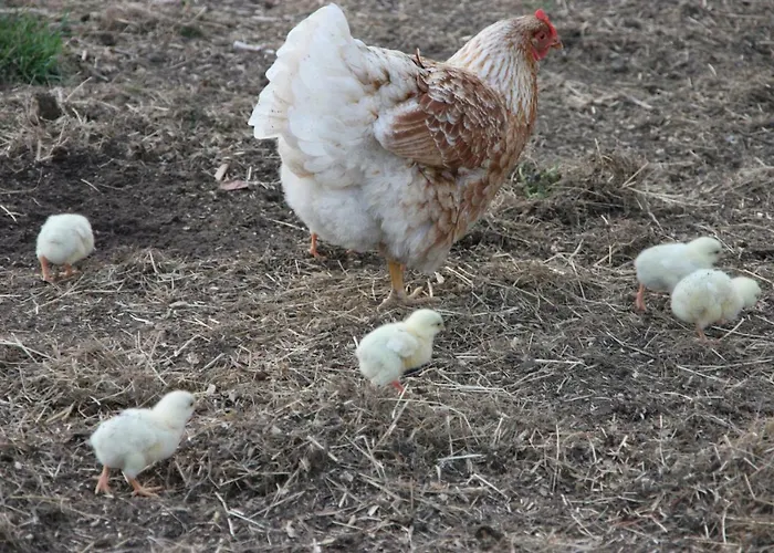 Oda ve Kahvaltı De Volkelse Hooiberg